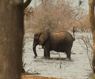 Replay Le long des berges - Le lac Tanganyika, géant africain