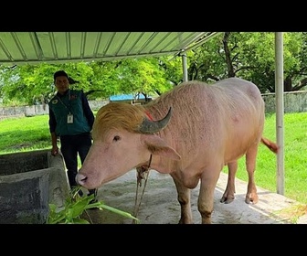 Replay Le buffle Donald Trump , épargné pour l'Aïd, envoyé au zoo de Dacca