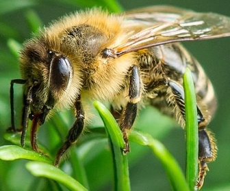 Replay La forêt des abeilles sauvages