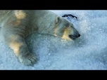 Replay Le zoo de Prague utilise des tonnes de glace pour rafraîchir les animaux pendant la canicule