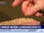 Replay Good Morning Business - Le blé français enchaîne les mauvaises récoltes