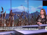 Replay Élément Terre, la quotidienne - Changement climatique: une menace pour l'agriculture mondiale
