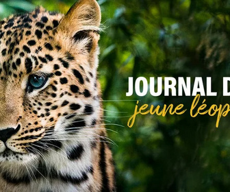 Replay Journal d'un jeune léopard