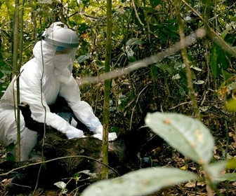 Replay Epidémies sauvages - Les animaux face à la contamination