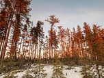 Replay Urgence climatique : un défi mondial - Les forêts du Grand Nord