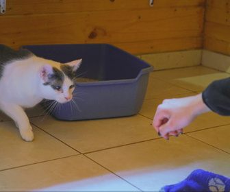 Replay Chiens et chats sans collier - Du refuge au canapé