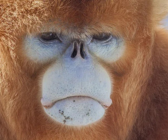 Une planète, sept mondes sauvages replay