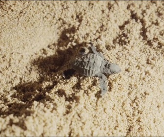 Replay Élément Terre - Des centaines de tortues marines naissent dans le sud de la France