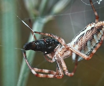 Replay Dans les soies d'une araignée - Nos chères bestioles