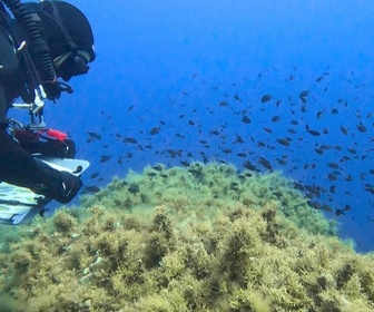 Replay Focus - Scandola, joyau corse sous pression : la biodiversité face à l'afflux de touristes