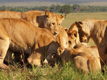 Replay Serengeti - 28/10/2026