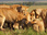 Replay Serengeti