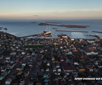 Replay Positive Outre-mer - Saint-Pierre-et-Miquelon : une vétérinaire au service d'un territoire isolé