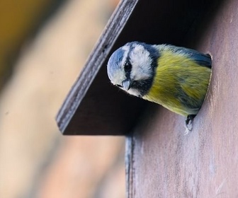 Replay Un éden en ville - La vie secrète des jardins britanniques