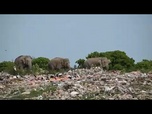 Replay Sri Lanka : des éléphants et des cerfs victimes du plastique