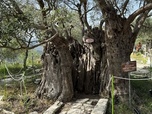 Replay Chypre - Un jardin méditerranéen