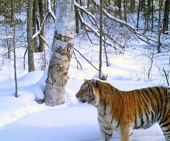 Replay Dans la taïga, sur les traces du tigre de Sibérie - GEO Reportage