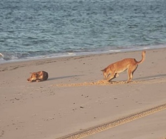 Replay Des canidés alliés pour lutter - Chats et chiens sauvages