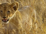 Replay Un paradis en feu - Serengeti - La grande cavalcade des animaux (2/6)