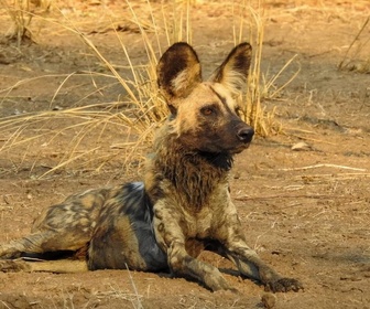 Replay Sur la piste des chiens sauvages d'Afrique - Premiers contacts