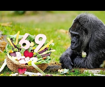 Replay Le zoo de Berlin célèbre les 69 ans de Fatou, doyenne des gorilles en captivité.