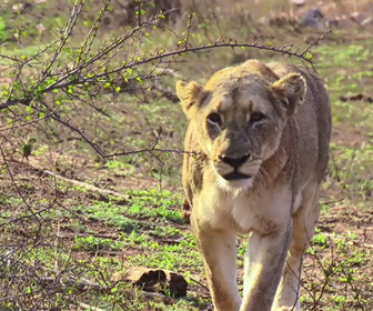 Replay Les chefs d'oeuvre de la nature - S1E4 - Parc national de Kruger, Afrique du Sud