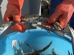 Replay ARTE Journal - Crabes bleus dans l'Adriatique : les poulpes à la rescousse