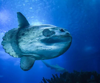 Replay Merveilles de la vie sous-marine - 07/03/2026