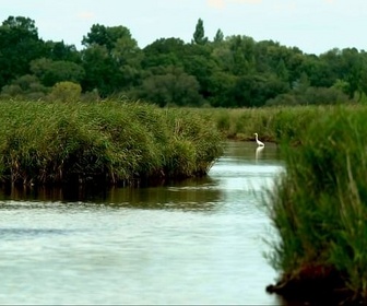 Replay Urgence climatique : un défi mondial - Le botulisme aviaire fait une hécatombe en Loire-Atlantique