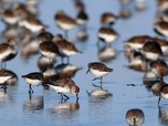 Replay Le mystérieux voyage des oiseaux de rivage