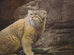Replay Au cœur du zoo de New York - S3E14 - Grumpy cat