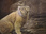 Replay Au cœur du zoo de New York