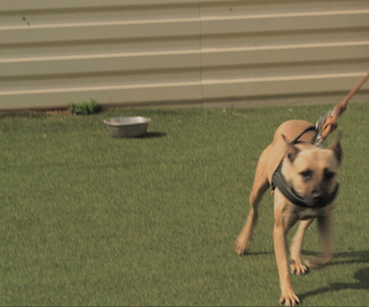 Replay Chiens et chats sans collier - Quatre pattes vers l'espoir