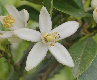 Replay Les bigarades parfumées de France - Un monde d'agrumes