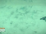 Replay Une saison au zoo - S14 E45