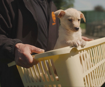 Replay Chiens et chats sans collier - Des caractères bien trempés
