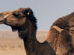 Replay Maroc - Invitation au voyage