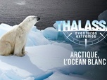 Replay Thalassa, aventures extrêmes - Arctique, l'océan blanc