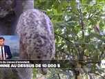 Replay Info Éco - Coup de chaud sur le cacao, dont le prix a dépassé 10 000 dollars la tonne