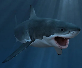 Replay Merveilles de la vie sous-marine - 21/02/2026