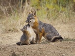 Replay Le renard qui a sauvé son île