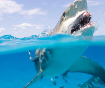Replay Requin, le mangeur de sable - Émission du mercredi 28 mai 2025