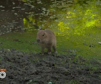 Replay Une saison au zoo - S14 E38