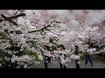 Replay Japon : Tokyo lance la saison des cerisiers en fleurs avec cinq jours d'avance