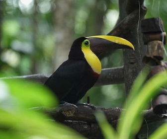 Replay Deuxième chance pour la vie sauvage au Costa Rica