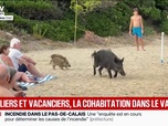 Replay BFM Première - Var: les sangliers s'approchent de plus en plus des habitations et des plages