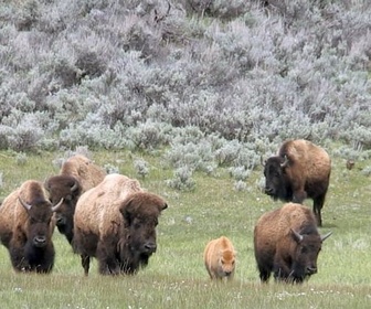 Replay Des terres d'accueil pour les bisons - À la reconquête des Rocheuses