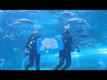 Replay Des œufs de Pâques pour les poissons de l'aquarium de Rio