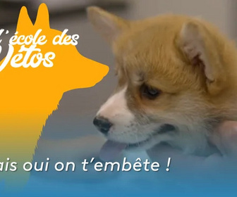 Replay A l'école des vétos - Mais oui on t'embête !