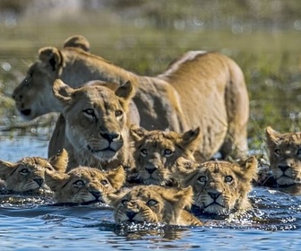 Replay Les terres inondées - Okavango, le fleuve-vie